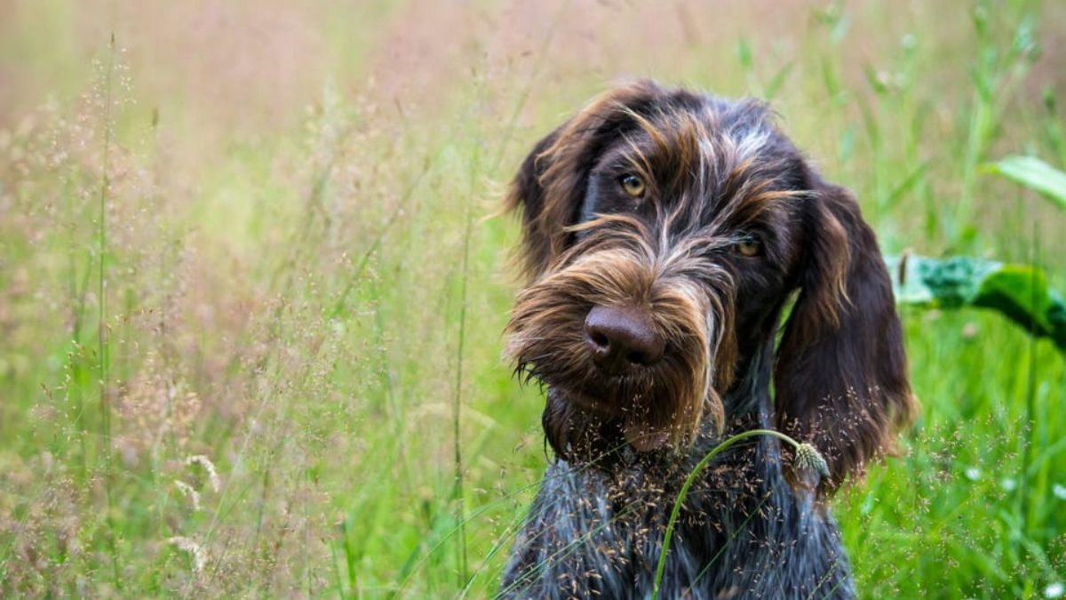 Griffon german wirehaired outlet pointer