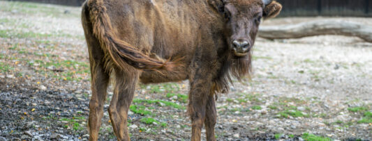 TWO BISON ARE GOING FROM THE PRAGUE ZOO TO THE WILD NATURE OF AZERBAIJAN