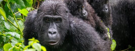 THE PRAGUE ZOO WILL HELP PROTECT FREE-LIVING GORILLAS FROM INFECTION