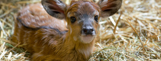 The first cub of 2025 was born at the Prague Zoo