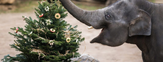 ZOO PRAGUE WILL DELIGHT ANIMALS WITH CHRISTMAS TREES