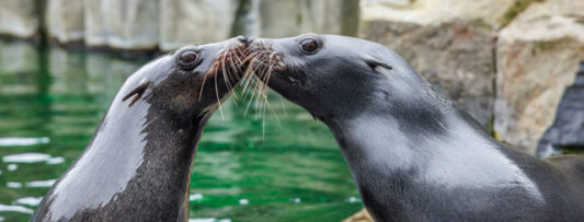 VALENTINE’S WEEKEND AT PRAGUE ZOO