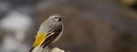 Grey wagtail named Bird of the Year 2025